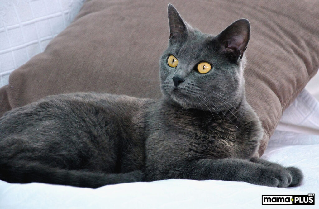 Chartreux Kedisi Karakter Özellikleri